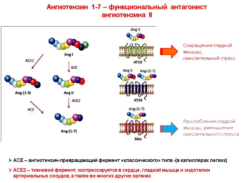 Ангиотензин 1-7 – функциональный антагонист ангиотензина II ACE – ангиотензин-превращающий фермент «классического» типа -(в
